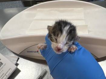 A1931246 -  Domestic Short Hair Cat for Adoption in Thousand Palms, California - A1931246 | PetCurious
