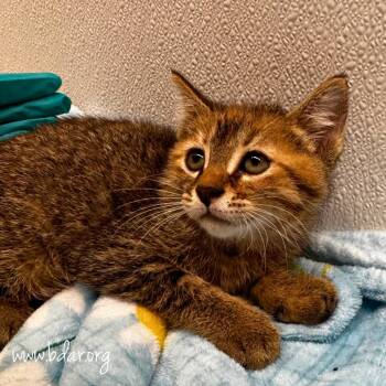 Lorraine -  Domestic Short Hair Cat for Adoption in Cheyenne, Wyoming - Lorraine | PetCurious