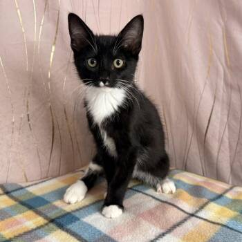 Moto -  Domestic Short Hair Cat for Adoption in Hattiesburg, Mississippi - Moto | PetCurious