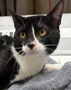 Noodle -  Tuxedo Cat for Adoption in Medford, Massachusetts - Noodle | PetCurious