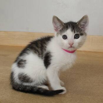 Domestic Short Hair Cats Available for Adoption in Minnetonka, Minnesota - Twix C69130 | PetCurious