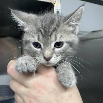Irene -  Domestic Short Hair Cat for Adoption in Corbin, Kentucky - Irene | PetCurious