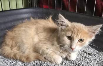Brie -  Domestic Short Hair Cat for Adoption in Auburn, Indiana - Brie | PetCurious