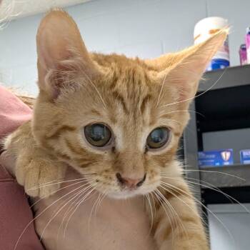 Peter -  Domestic Short Hair Cat for Adoption in Indianapolis, Indiana - Peter | PetCurious