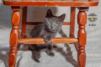 Esther -  Russian Blue and Domestic Short Hair Cat for Adoption in Riverside, California - Esther | PetCurious
