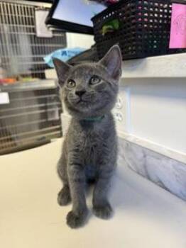 Nahemia -  Domestic Short Hair Cat for Adoption in Roseville, California - Nahemia | PetCurious