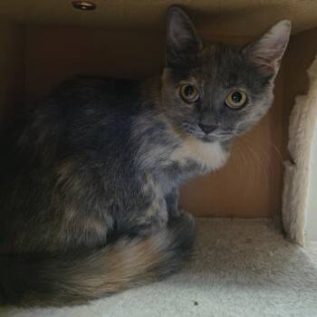 Roary -  Domestic Short Hair Cat for Adoption in Laredo, Texas - Roary | PetCurious