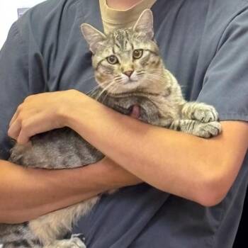 Bob -  Domestic Short Hair Cat for Adoption in Grantsville, Utah - Bob | PetCurious