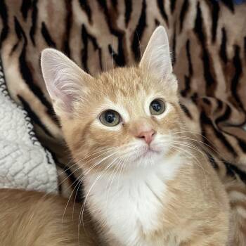 Beallara -  Domestic Medium Hair Cat for Adoption in Chicago, Illinois - Beallara | PetCurious