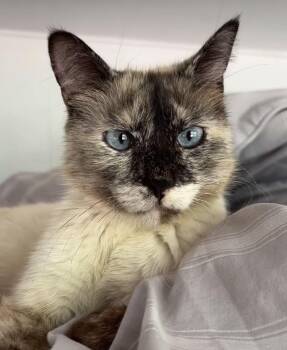 Snowball -  Snowshoe Cat for Adoption in San Diego, California - Snowball | PetCurious