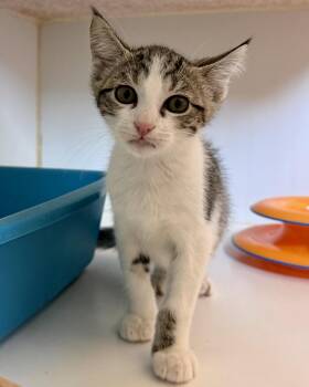 Chip (bonded w/ Fish) -  Domestic Short Hair Cat for Adoption in Oakland, California - Chip (bonded W/ Fish) | PetCurious
