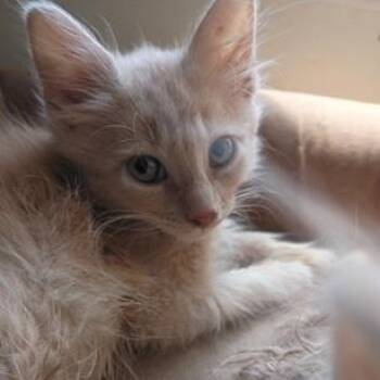 Elf -  Domestic Medium Hair Cat for Adoption in Ocean Isle Beach, North Carolina - Elf | PetCurious