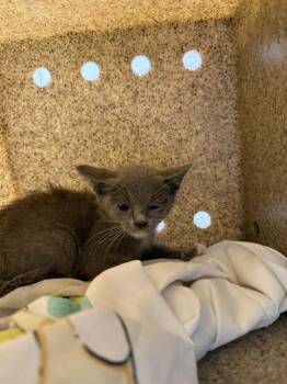 Engine -  Domestic Short Hair Cat for Adoption in Sevierville, Tennessee - Engine | PetCurious
