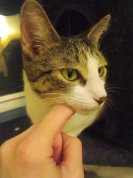 Tabby Cats Available for Adoption - Pandora | PetCurious