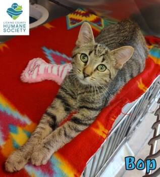 Bop -  Domestic Short Hair Cat for Adoption in Heath, Ohio - Bop | PetCurious