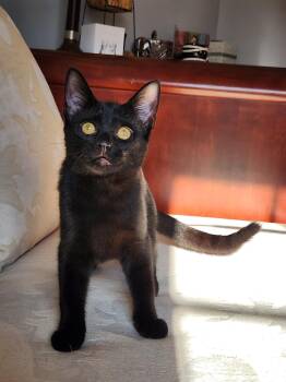 Opal-- courtesy listing -  Domestic Short Hair Cat for Adoption in Concord, North Carolina - Opal-- Courtesy Listing | PetCurious