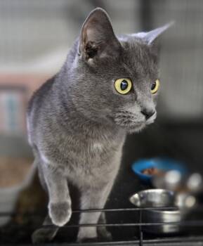 Domestic Short Hair Cats Available for Adoption in Mansfield, Connecticut - Electra | PetCurious