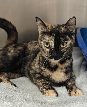 Domestic Medium Hair Cats Available for Adoption in Grants Pass, Oregon - Sprinkles | PetCurious