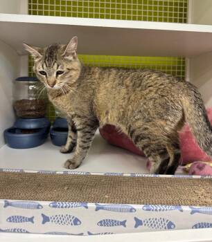 Yangmei -  Domestic Short Hair Cat for Adoption in Fort Lupton, Colorado - Yangmei | PetCurious