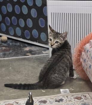 Jerry -  Domestic Short Hair Cat Available for Adoption in Ruskin, Florida - Jerry | PetCurious