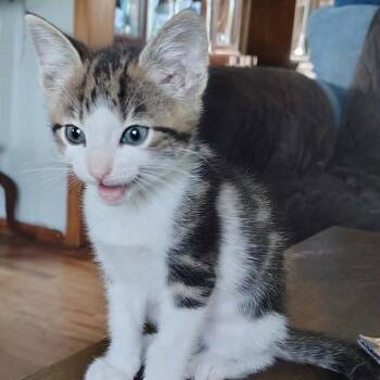 Bob -  Domestic Short Hair Cat for Adoption in Madison, Wisconsin - Bob | PetCurious
