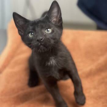 Domestic Short Hair Cats Available for Adoption in Riverside, California - Banapple | PetCurious