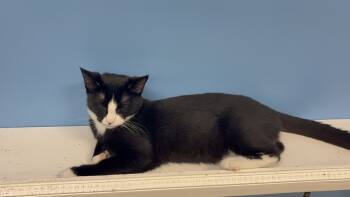 Rescue Domestic Short Hair Cats for Adoption in Harpers Ferry, West Virginia - Huckleberry | PetCurious