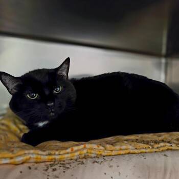 D Q -  Domestic Short Hair and Mixed Breed Cat for Adoption in Kennebunk, Maine - D Q | PetCurious