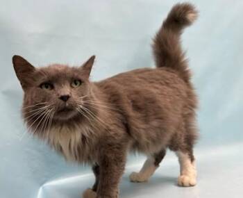 Prince -  Domestic Long Hair Cat for Adoption in Minneapolis, Minnesota - Prince | PetCurious