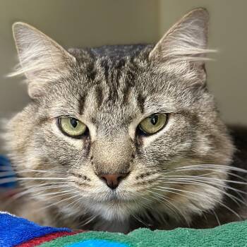Shere Khan -  Domestic Long Hair and Maine Coon Cat Available for Adoption in Victor, New York - Shere Khan | PetCurious