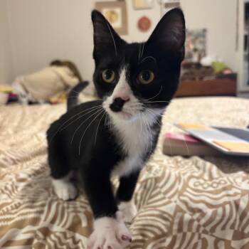 Fox -  Domestic Short Hair Cat for Adoption in Traverse City, Michigan - Fox | PetCurious