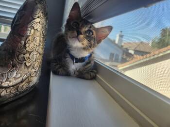 Rescue Domestic Short Hair Cats for Adoption in Rio Linda, California - Jag | PetCurious