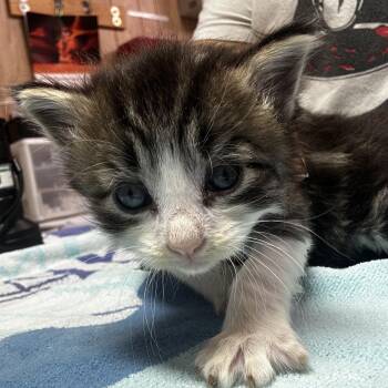 Domestic Long Hair Cats Available for Adoption in Leander, Texas - Donald (Dee Dee 1) | PetCurious
