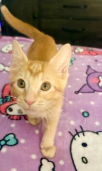 Sorrel -  Domestic Short Hair Cat for Adoption in Magnolia, Texas - Sorrel | PetCurious