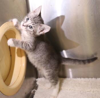 Carly -  Domestic Short Hair Cat for Adoption in Lambertville, New Jersey - Carly | PetCurious