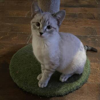 Siamese Cats Available for Adoption in Bentonville, Arkansas - Nebula | PetCurious