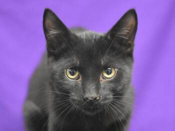Nori -  Domestic Short Hair Cat for Adoption in Portland, Oregon - Nori | PetCurious