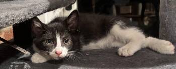 Jameson -  Domestic Medium Hair Cat for Adoption in Johnson City, Tennessee - Jameson | PetCurious