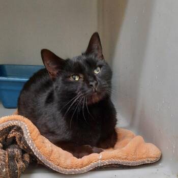 Domestic Short Hair Cats Available for Adoption - Lyla | PetCurious