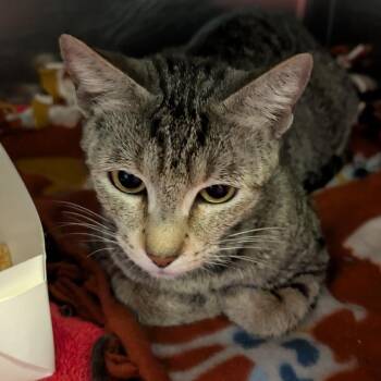 Domestic Short Hair Cats Available for Adoption - Azalea | PetCurious