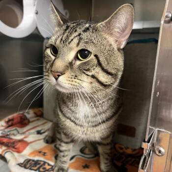 Domestic Short Hair Cats Available for Adoption in Providence, Rhode Island - Buster | PetCurious