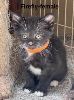 Domestic Medium Hair Cats Available for Adoption in Crystal Lake, Illinois - Firefly | PetCurious