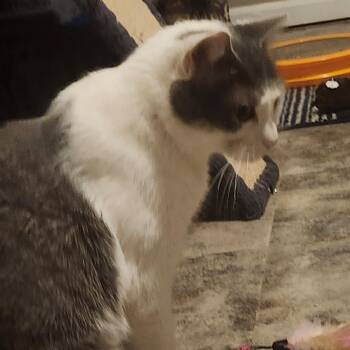 Domestic Short Hair Cats Available for Adoption - Souffle | PetCurious