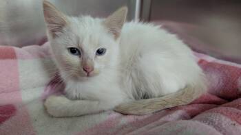 Rescue Domestic Short Hair Cats for Adoption in New Ulm, Minnesota - Zelda | PetCurious