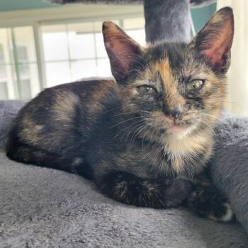 Domestic Short Hair Cats Available for Adoption in Chesapeake, Virginia - Jill | PetCurious
