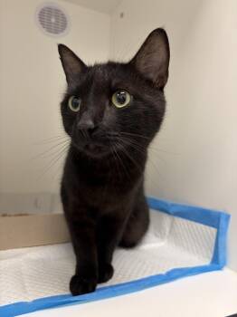 Whitney Houston -  Domestic Short Hair Cat for Adoption in Greenfield, Indiana - Whitney Houston | PetCurious