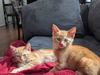 Domestic Short Hair Cats Available for Adoption in Columbia, Maryland - Ember & Flair BONDED  | PetCurious