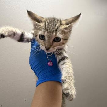 Sorelle -  Domestic Short Hair Cat for Adoption in Westminster, California - Sorelle | PetCurious