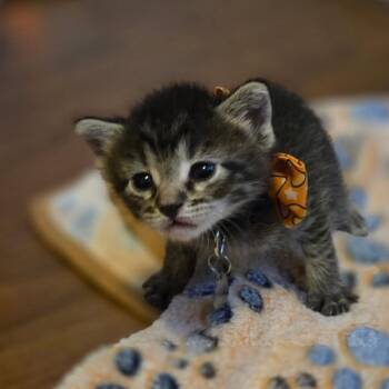 Shiva -  Domestic Short Hair Cat for Adoption in League City, Texas - Shiva | PetCurious