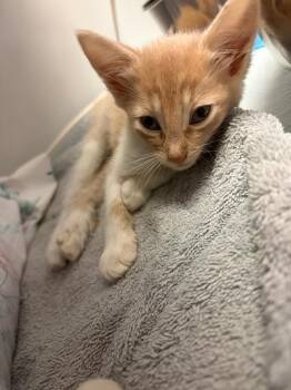 Tart -  Domestic Short Hair Cat for Adoption in Youngtown, Arizona - Tart | PetCurious